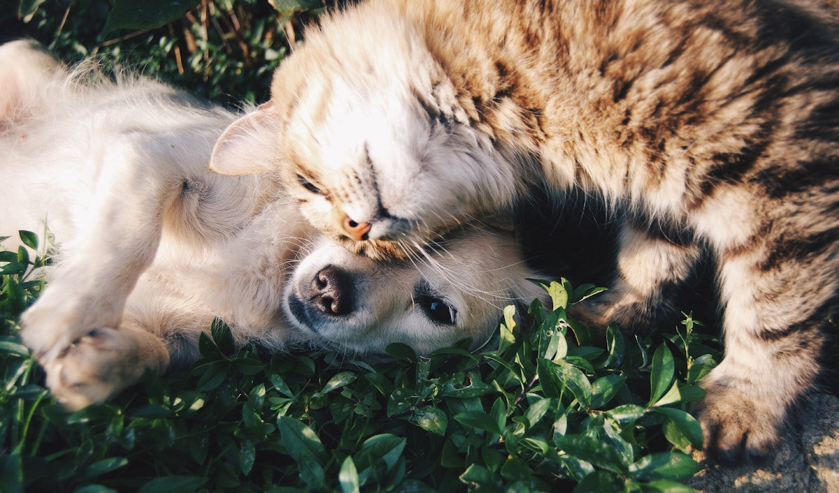 Animaux Lumera — soins premium pour vos compagnons